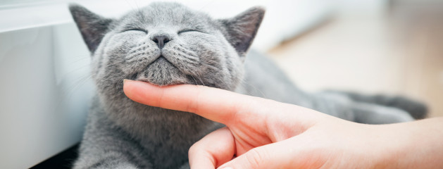 ¿Por qué los gatos ronronean?